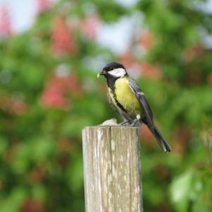 Great Tit