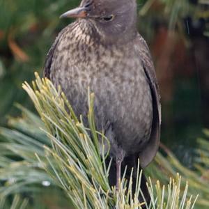 Eurasian Blackbird