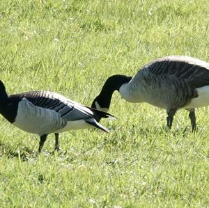 Barnacle Goose