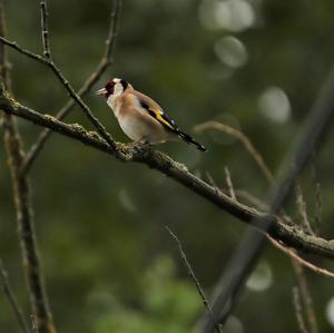 European Goldfinch