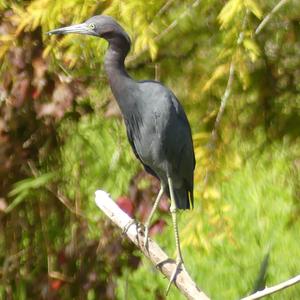 Little Blue Heron