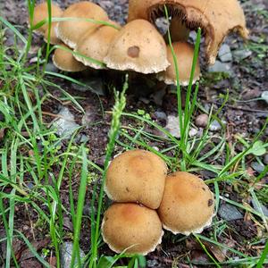 Velvety Psathyrella