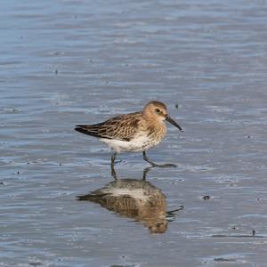 Dunlin