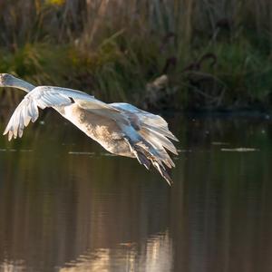 Höckerschwan