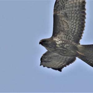 Common Buzzard