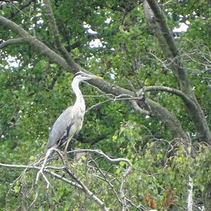 Grey Heron