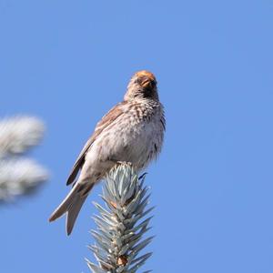 Common Redpoll