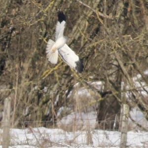 Northern Harrier