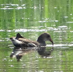 Common Moorhen