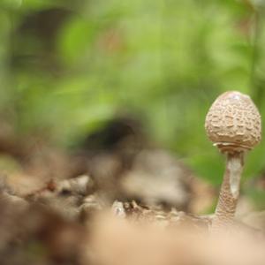 Parasol Mushroom