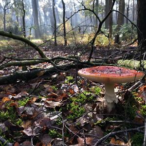 Fly Agaric