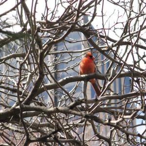 Northern Cardinal