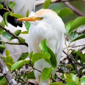 Snowy Egret