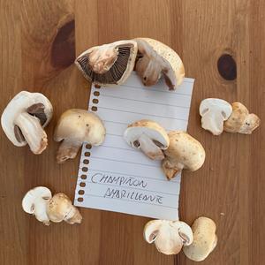 Yellow-foot Agaric