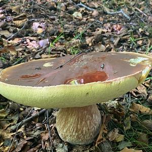 Summer Bolete