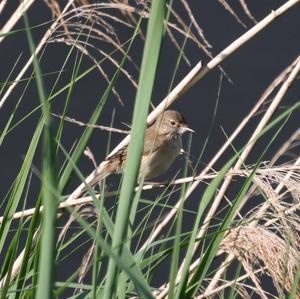 Eurasian Reed-warbler