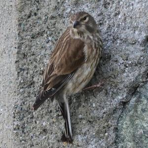 Eurasian Linnet