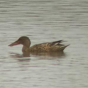 Northern Shoveler