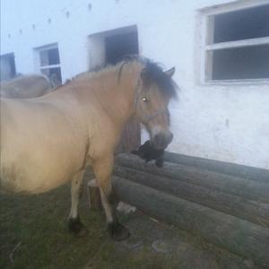 Fjord Horse