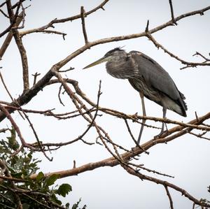 Great Blue Heron