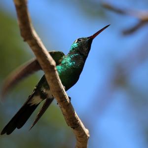 Cuban Emerald