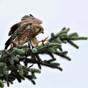 Common Kestrel