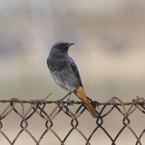 Black Redstart