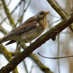 Fieldfare