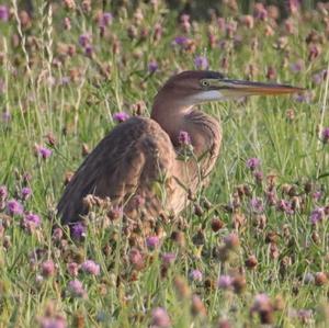 Purple Heron