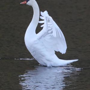 Mute Swan