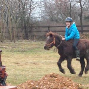 Dartmoor Pony