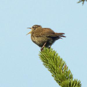 Winter Wren