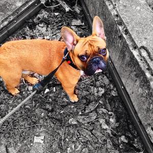 French Bulldog