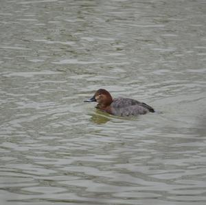 Common Pochard