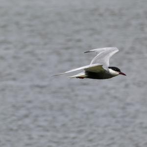 Whiskered Tern