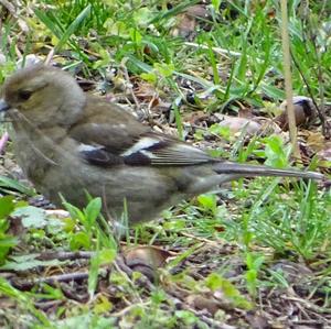 Eurasian Chaffinch