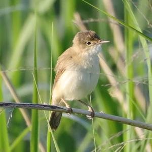 Eurasian Reed-warbler