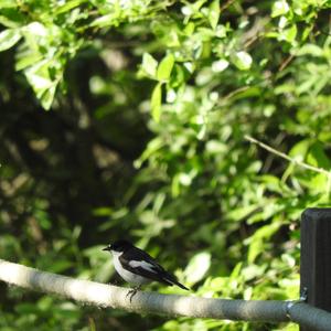 European Pied Flycatcher