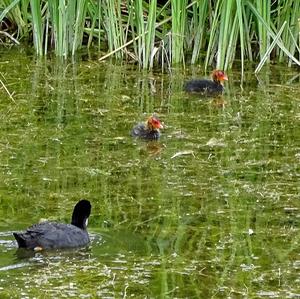 Common Coot