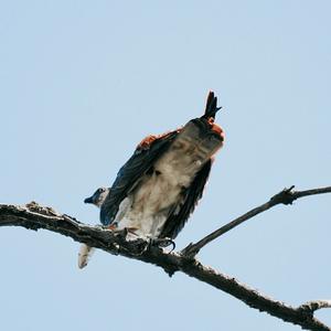 Osprey