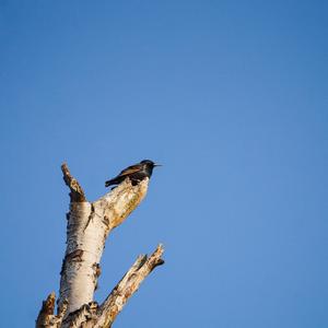 Common Starling