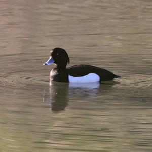 Tufted Duck