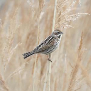 Reed Bunting