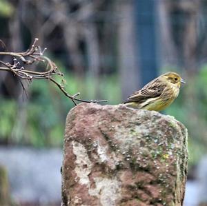 Yellowhammer