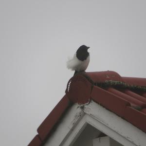 Black-billed Magpie