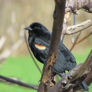 Red-winged Blackbird