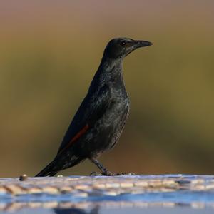 Red-winged Starling