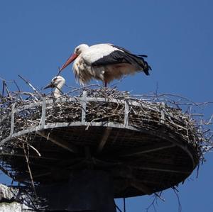 White Stork