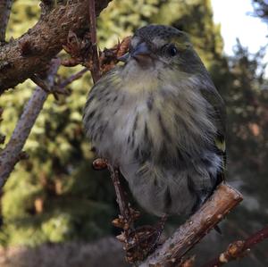 Eurasian Siskin