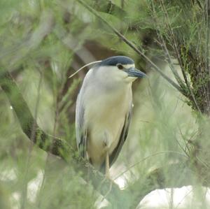 Black-crowned Night-heron